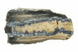 Mammoth Molar Slice With Case - South Carolina #335361-1